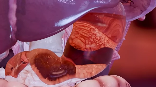 A 3D anatomical rendering of the stomach and surrounding organs, illustrating the path of drug processing.