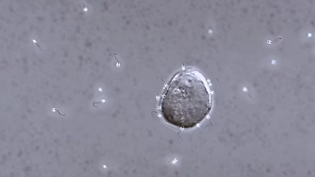 Sperm cells surrounding an egg, representing increased fertility as a potential side effect.