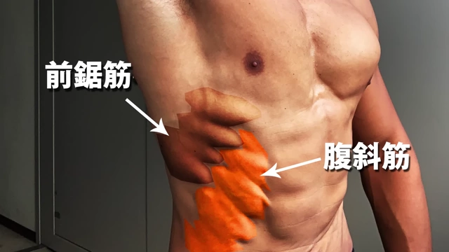 腕立て伏せに関わる筋肉（前鋸筋と腹斜筋）