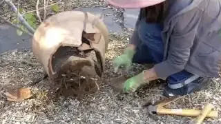 Image of tree roots breaking a pot