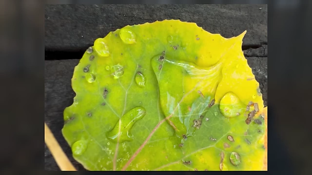 An extreme close-up macro shot of a yellow leaf with water droplets, taken with the iPhone 16 Pro.