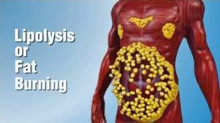 Illustration depicting lipolysis or fat burning