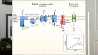 Diagram illustrating oxidative phosphorylation (coupling) and proton leak (uncoupling) in mitochondria