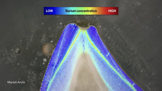 A heatmap of barium concentration in a baby tooth cross-section, showing a surge (red/yellow) marking the onset of breastfeeding.