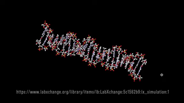 A 3D interactive model of a DNA double helix.