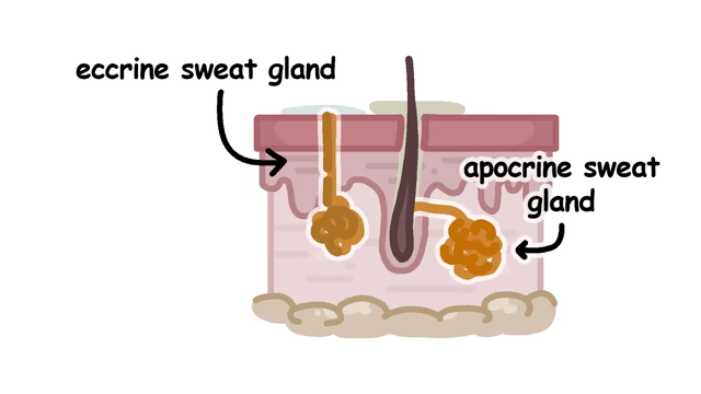皮膚のエクリン汗腺とアポクリン汗腺を区別する図