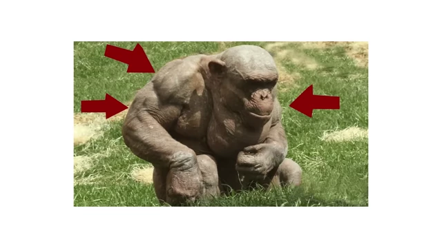 かなりの筋肉量を示すチンパンジー
