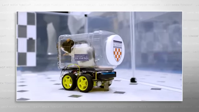 A rat drives a small car in a University of Richmond experiment.