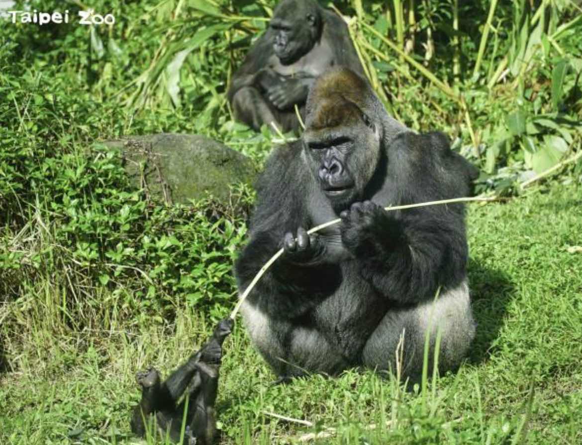 歡慶父親節！動物園舉辦趣味親子闖關活動一起拿好禮