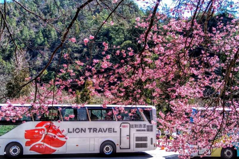 營業車牌照稅10月開徵 國旅夯小客車掛牌增