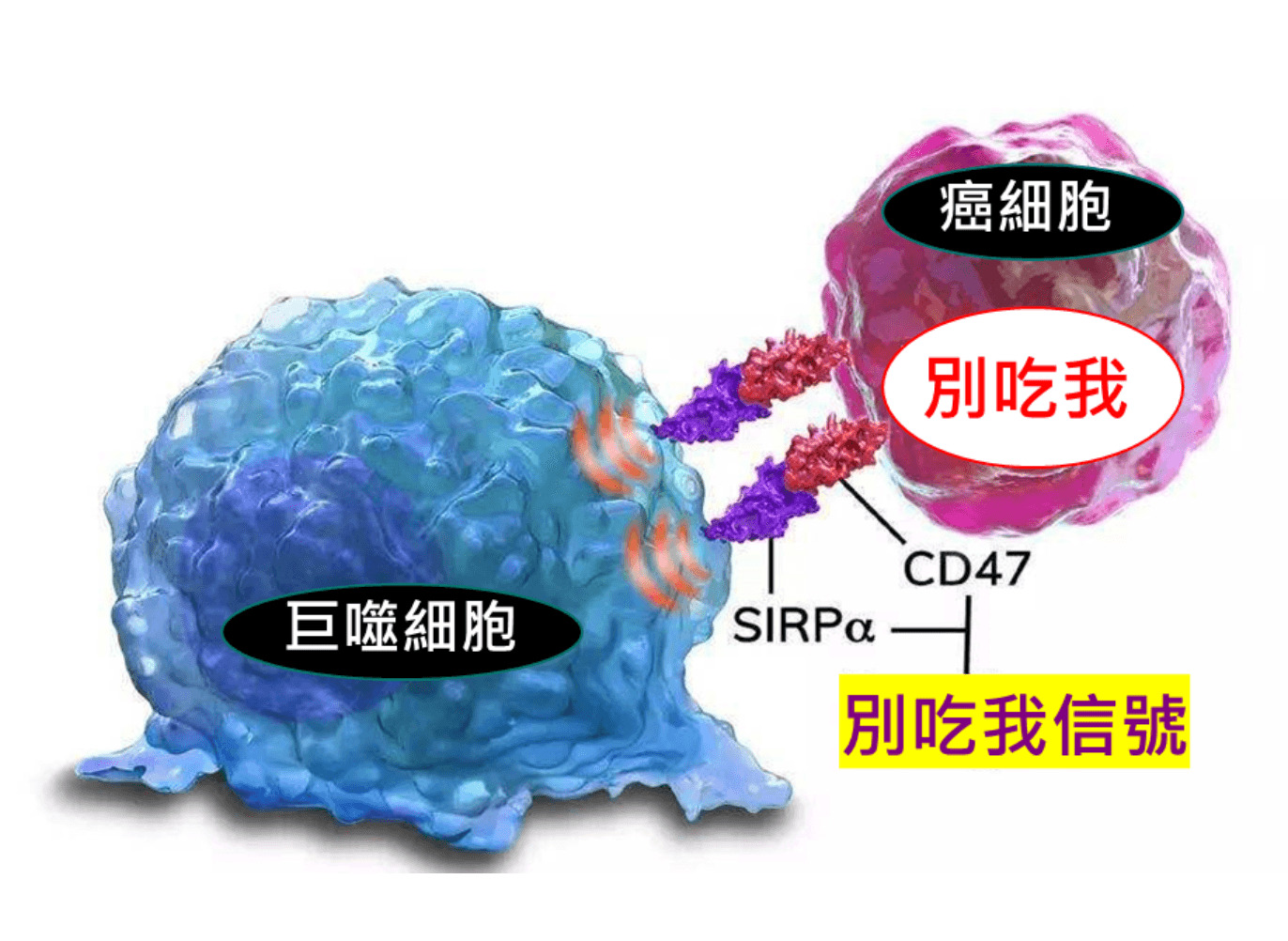 癌細胞「裝正常」躲巨噬細胞 國衛院找到新解方