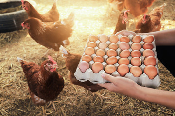 蛋價今調漲2元！重回歷史高 產量估2月回穩