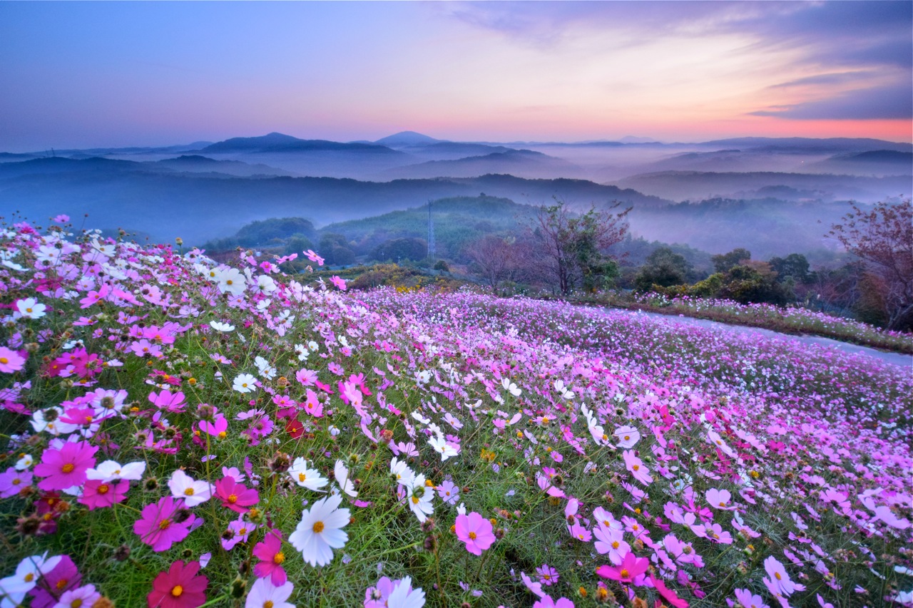 「花站世羅」園區山丘上早晨還有機會出現罕見的雲海景色