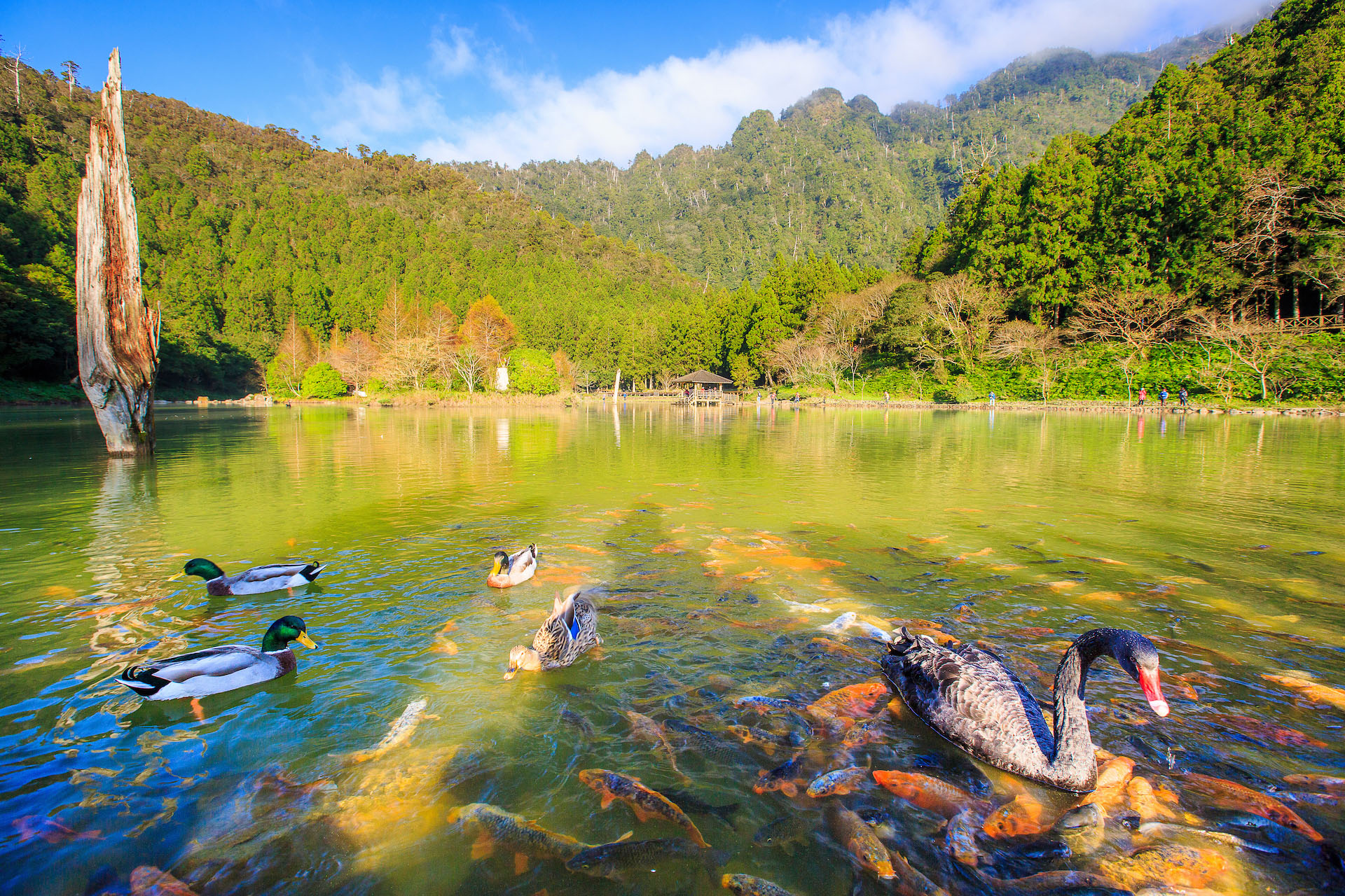 力麗馬告生態園區-明池湖