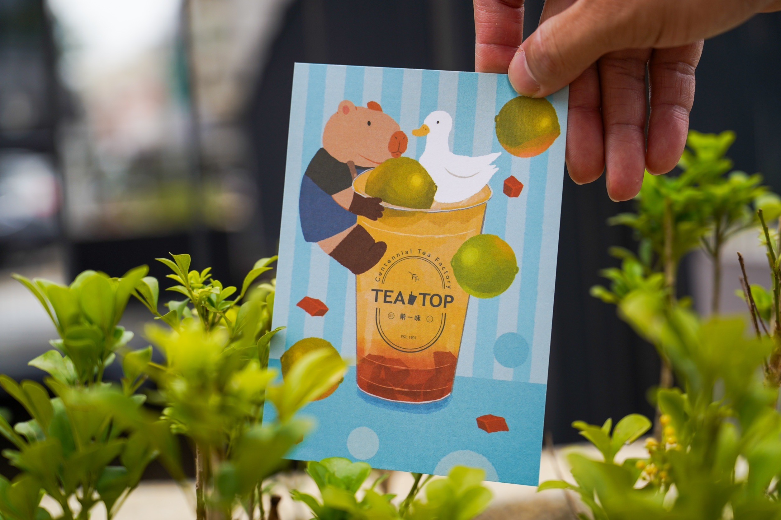 《TEA TOP第一味》積極支持台灣在地插畫家，與「查高」創作者聯手推出了限量版的水豚君店長明信片，萌萌可愛，絕對讓您愛不釋手！趕快來收集吧！