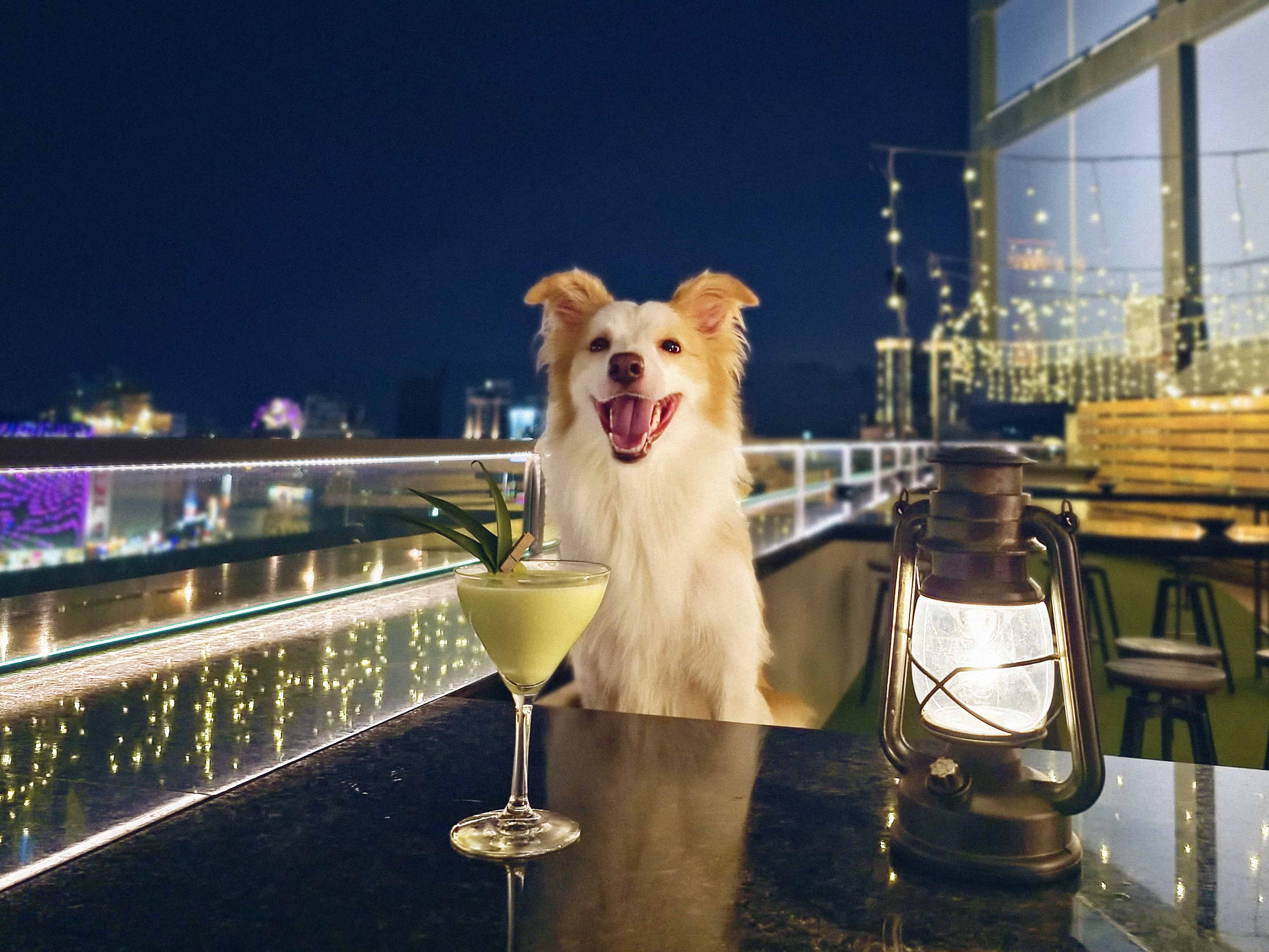 試營運期間招待寵物特調乙杯，可和毛寶貝悠閒的一起喝一杯