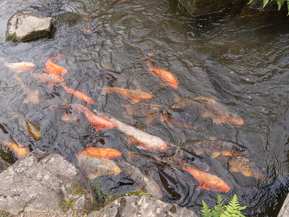 瀨戶川是飛驒古川地區的熱門景點，透過放養鯉魚讓河川更清澈