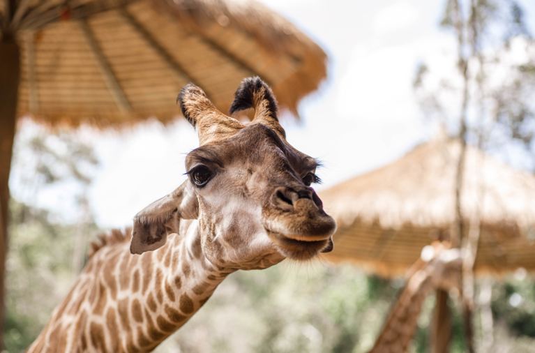 富國島走訪最大野生動物園，和可愛動物零距離