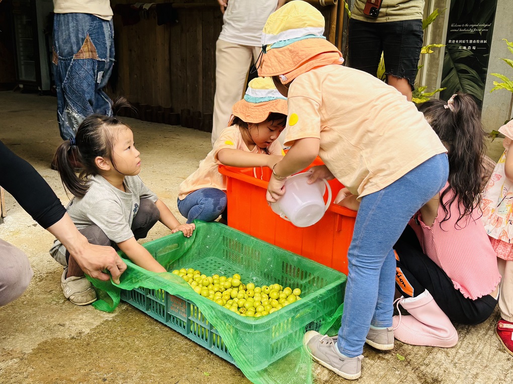 大地農場螢火蟲季自然採集活動採梅子