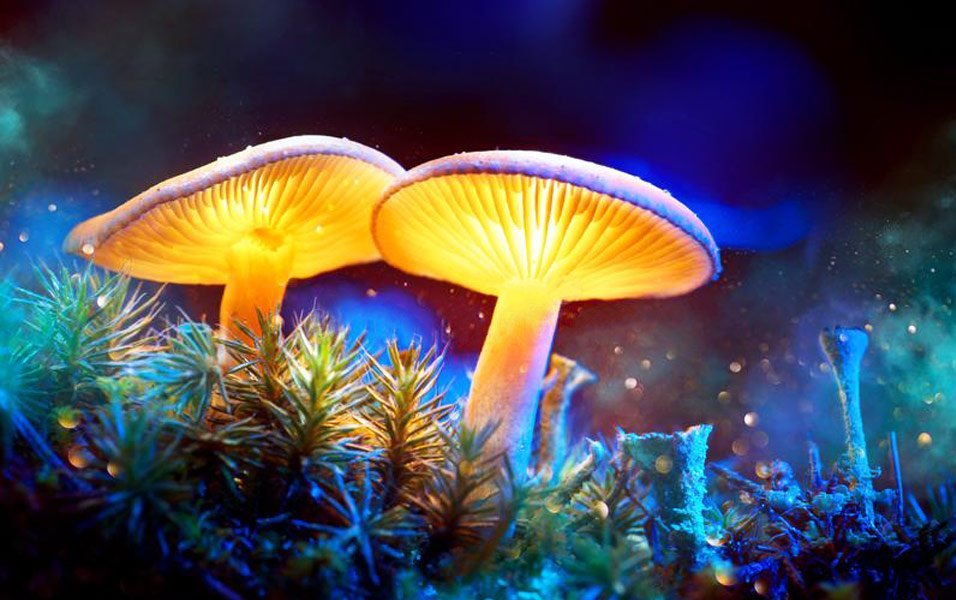 Hongos Mágicos y sus beneficios para la salud