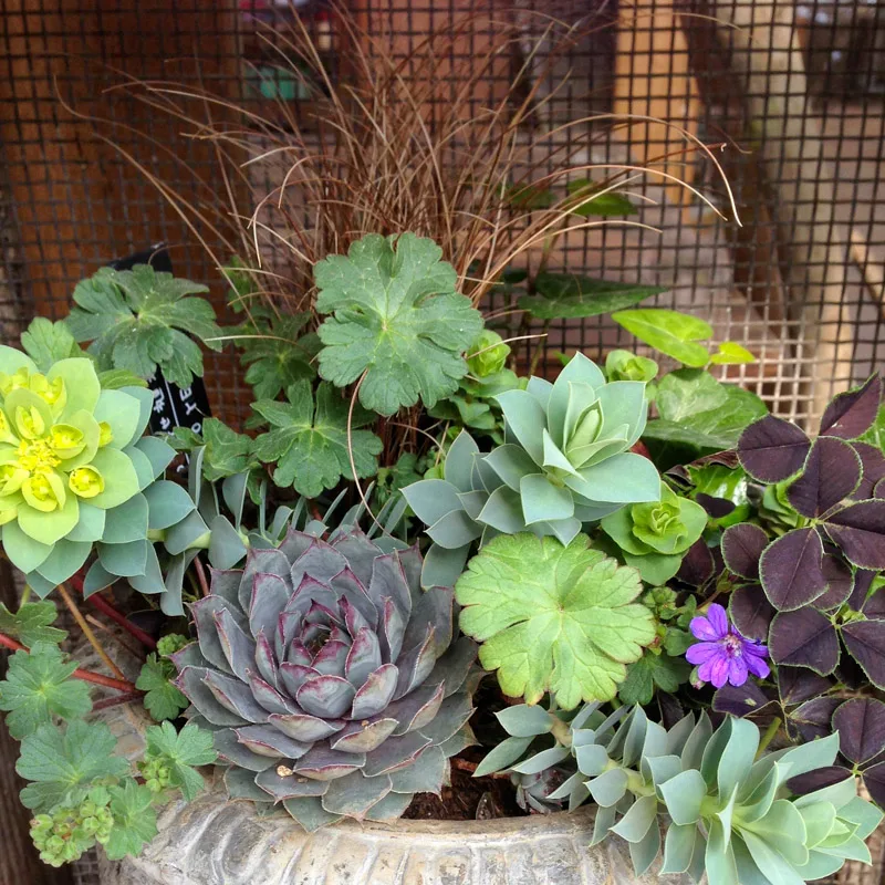 植物カテゴリの代表カット。季節の花苗か観葉植物の並び