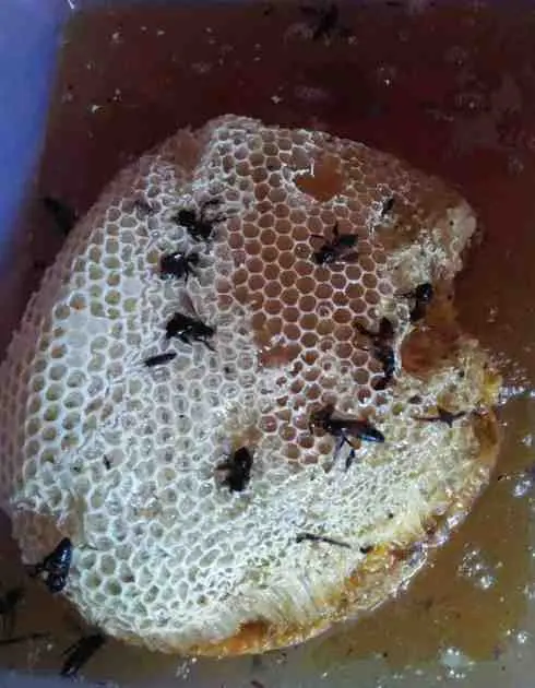 sarang Madu Hutan Liar