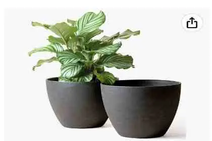 planter flower pot