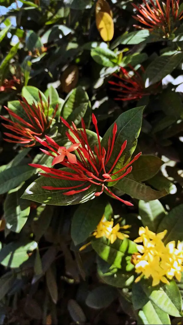 Ixora Coccinea