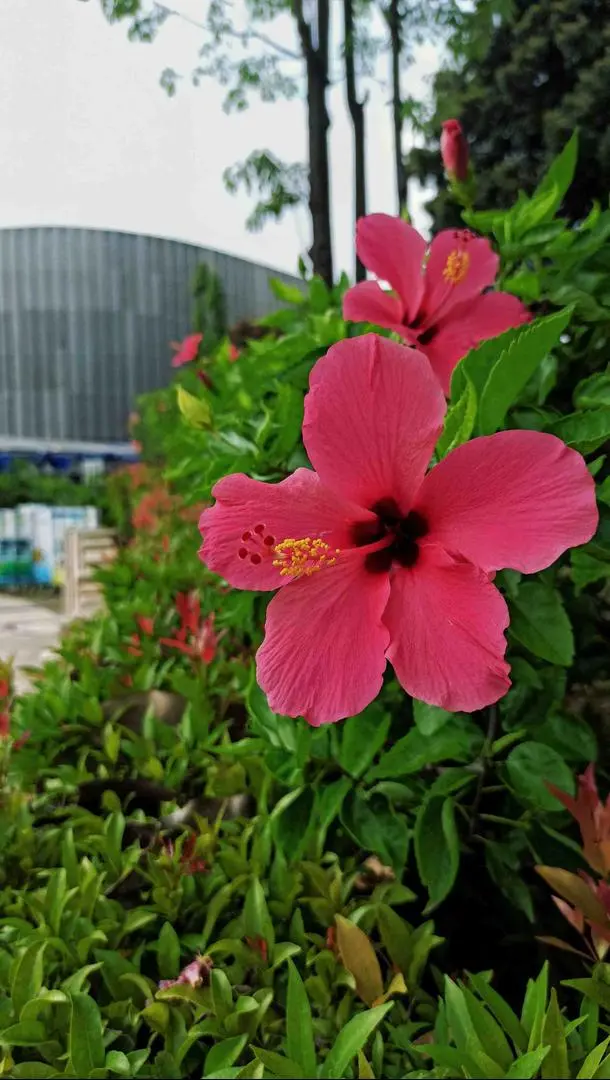 Hibiscus