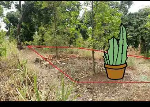 TANAH KEBUN KAWASAN VILLA DI LOVINA,BULELENG.