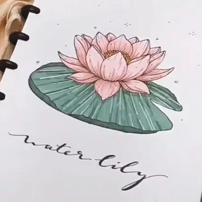 Water Lily