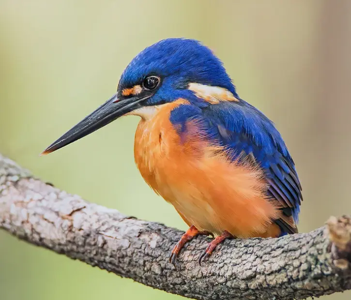 Azure Kingfisher