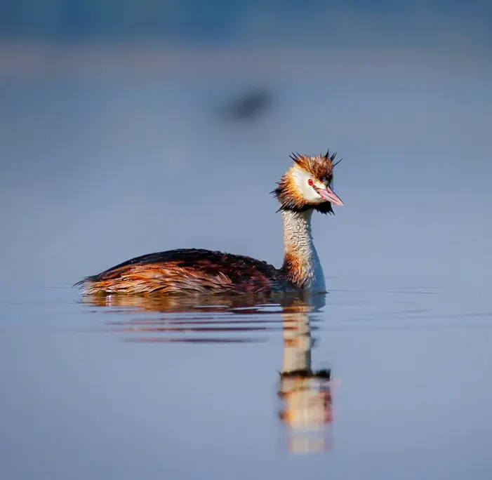 Crested Grebe
