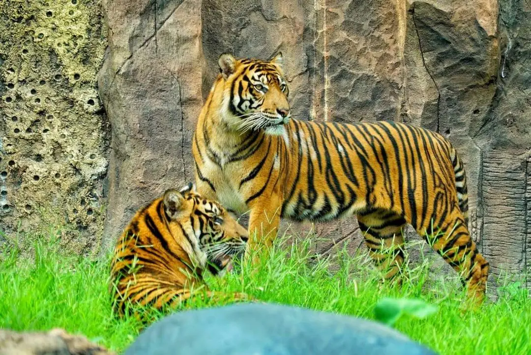 TAMAN MARGA SATWA & BUDAYA KINANTAN (SUMATRAN TIGER EXHIBIT)