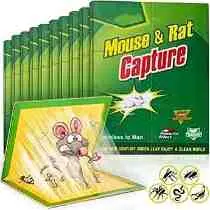 Rat and mouse carpet