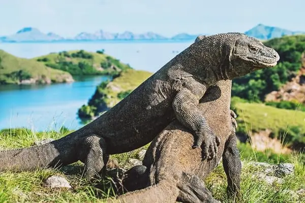 Exploring the Natural Wonders of Komodo National Park and Beyond