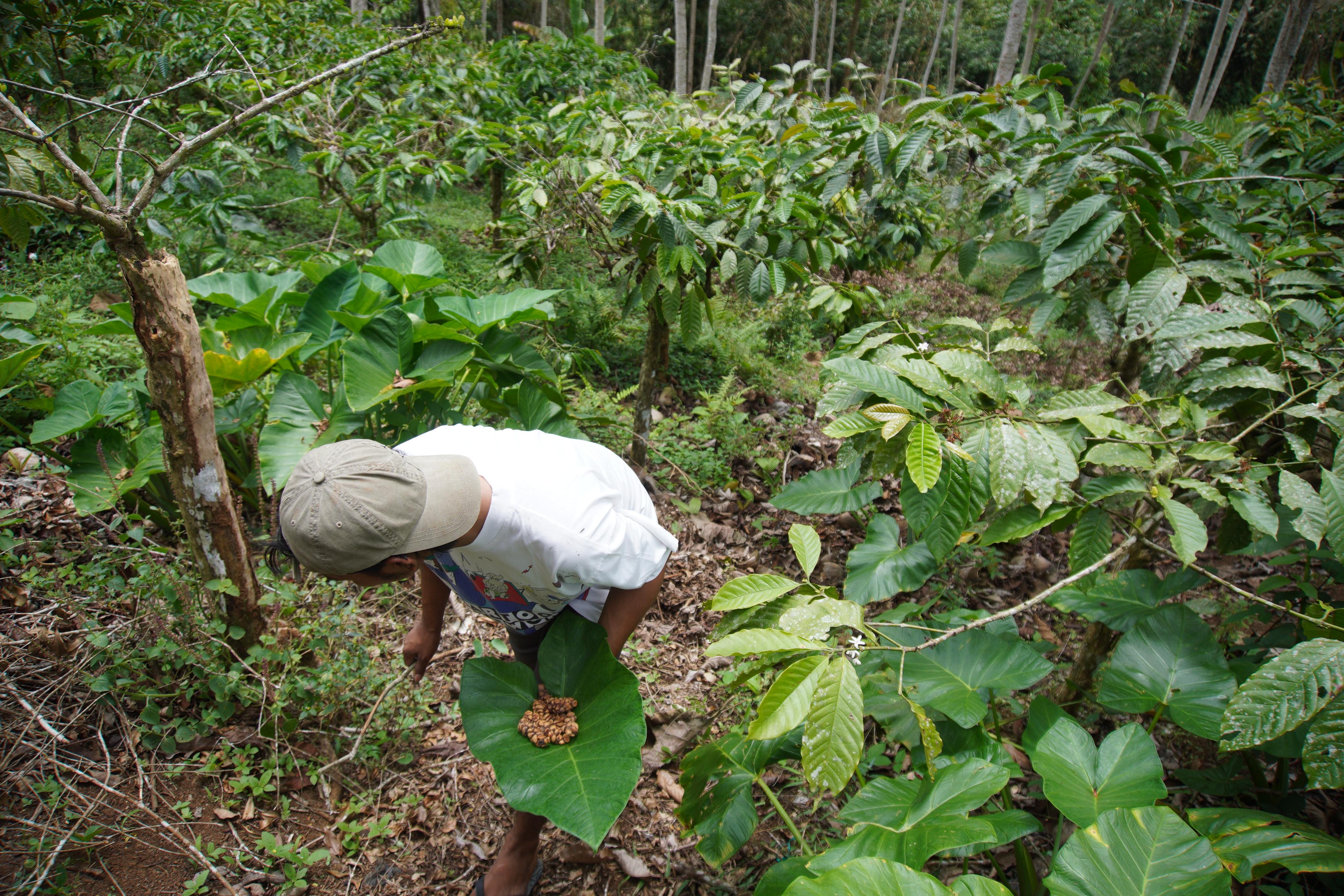Mencari kopi luwak hutan