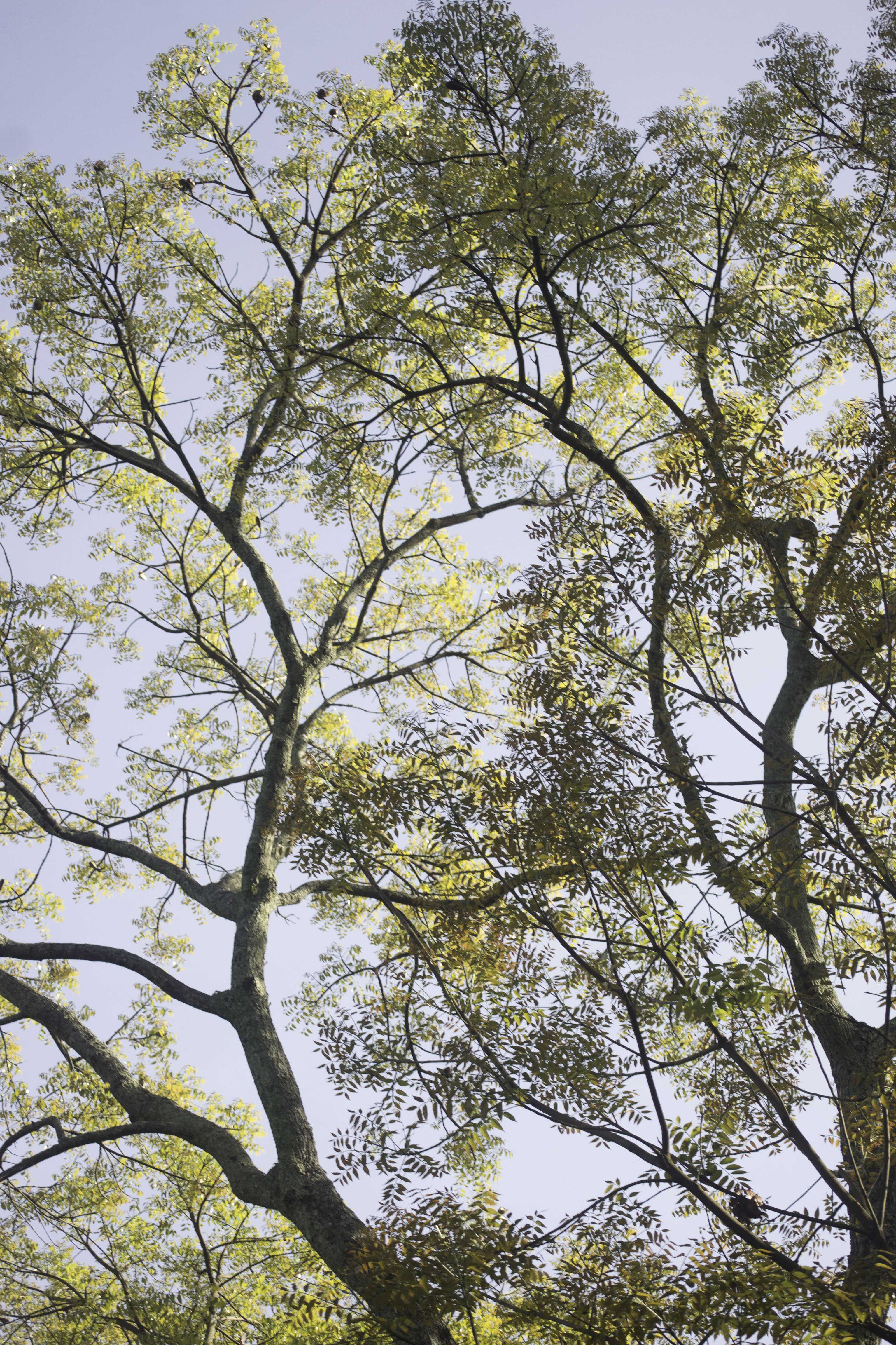 original color from nature