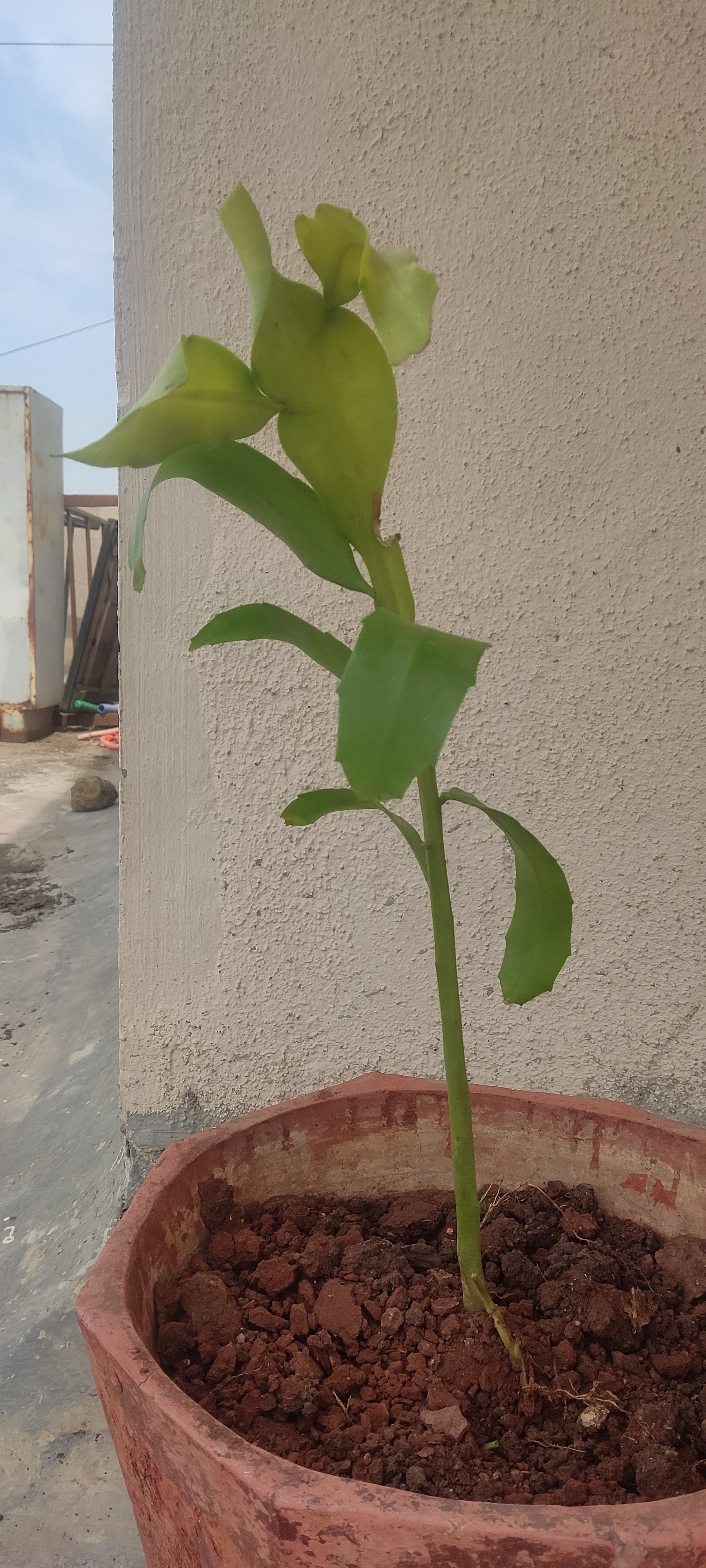 How do I use Google photo to identify plant - Google Photos Community