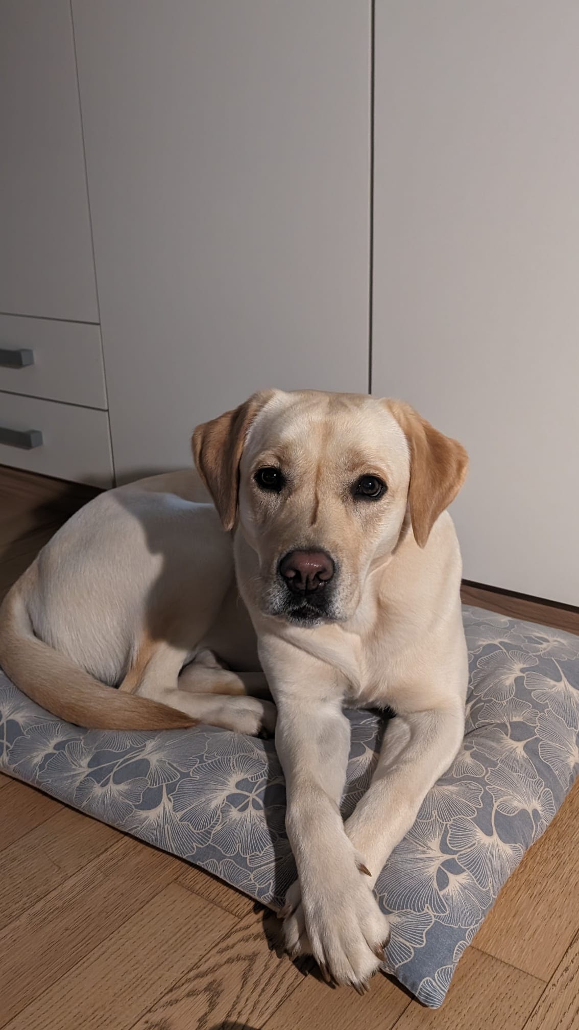 Pixel 8Pro - Google photos print makes images really dark - Google 