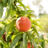 背景幕滤镜 Google Web Designer帮助