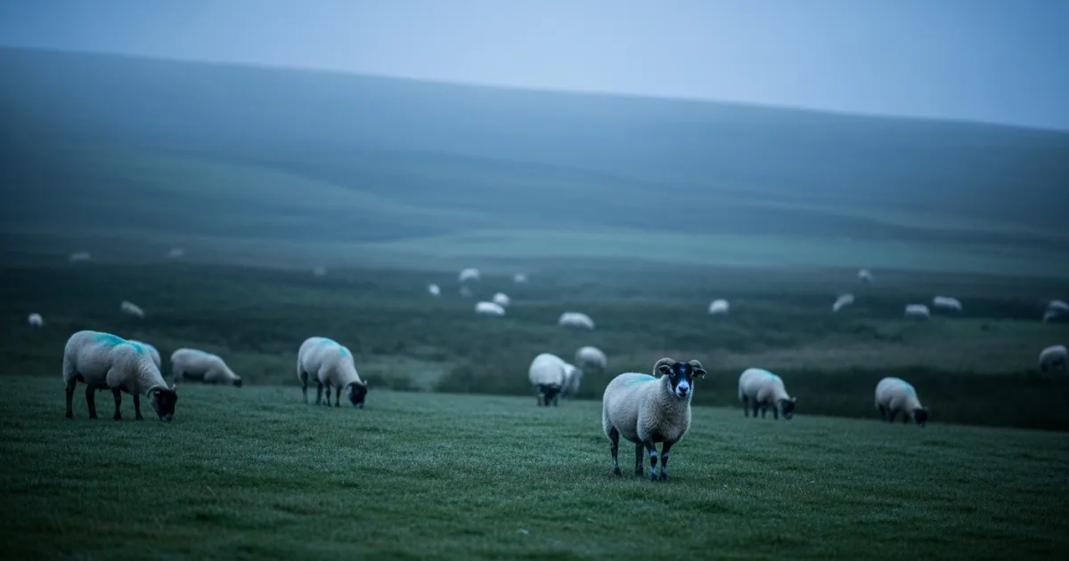 Additional Bluetongue Virus Cases Confirmed in Scotland