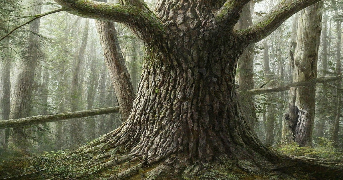 Main image to the post Girl Dies as Falling Tree Sparks Investigation and Public Outcry