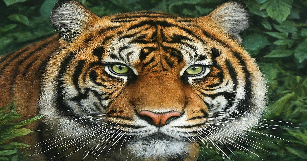 Main image to the post Rare Bengal Tiger Raising Triplets in Thai National Park