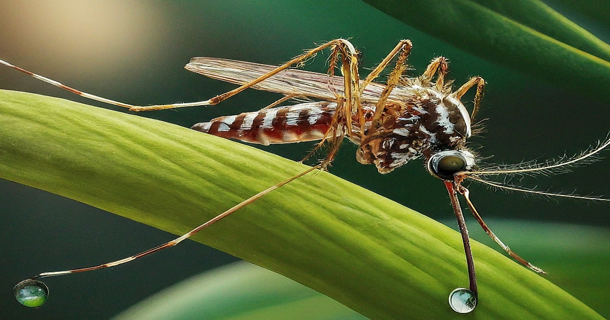 Foshan Health Authorities Urge Mosquito Eradication Amid Chikungunya Fever Cases