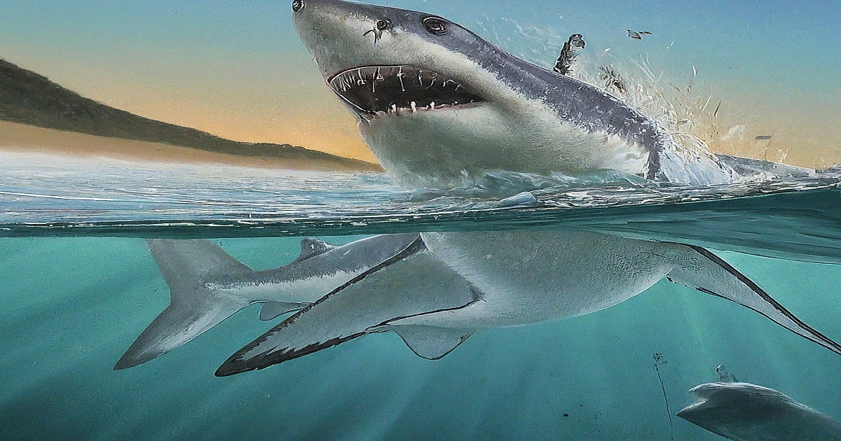 Main image to the post Teenager Seriously Injured in Shark Attack at New South Wales Beach