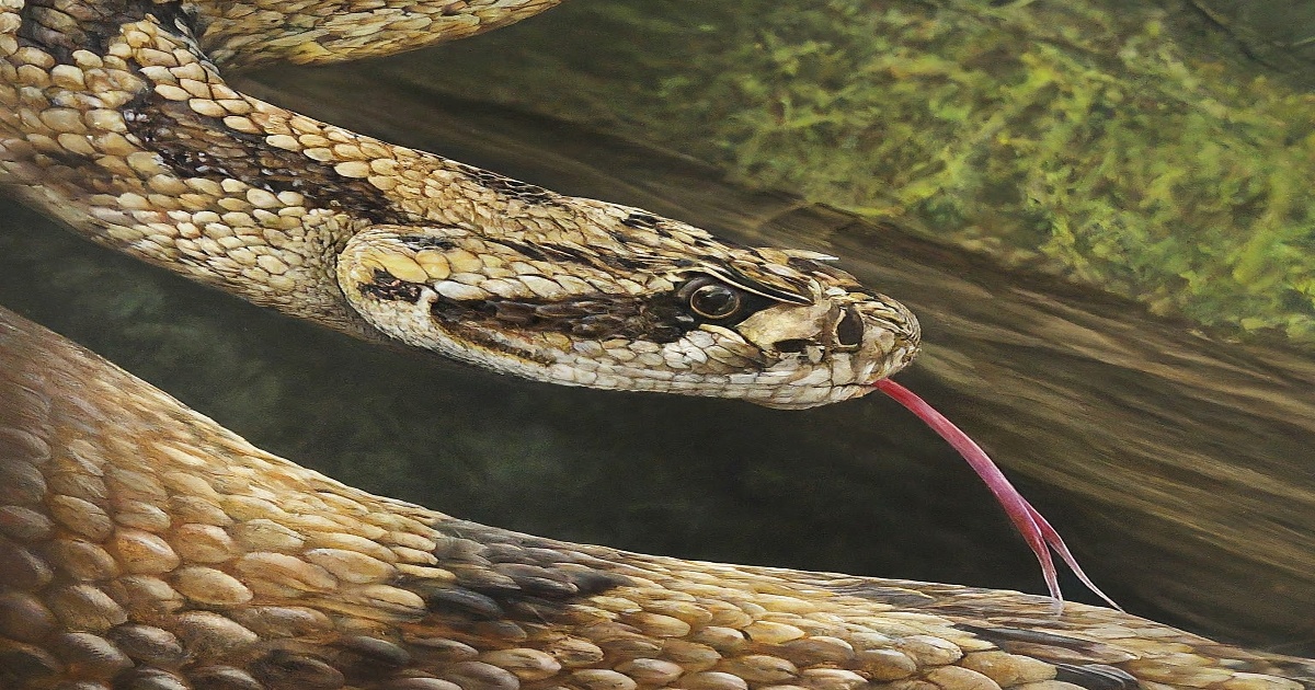 Dramatic Rescue of Teenager Following Rattlesnake Bite in North Carolina