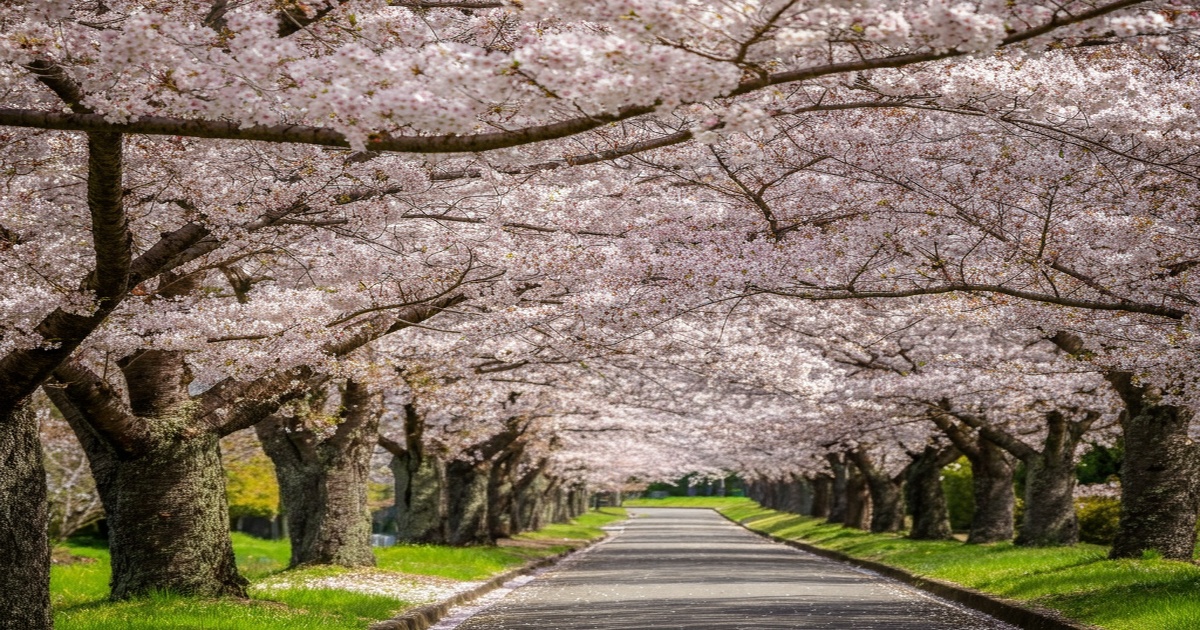 Main image to the post Somei-Yoshino Cherry Trees Bloom Early in Kochi and Kumamoto, Marking the Start of Spring in Japan