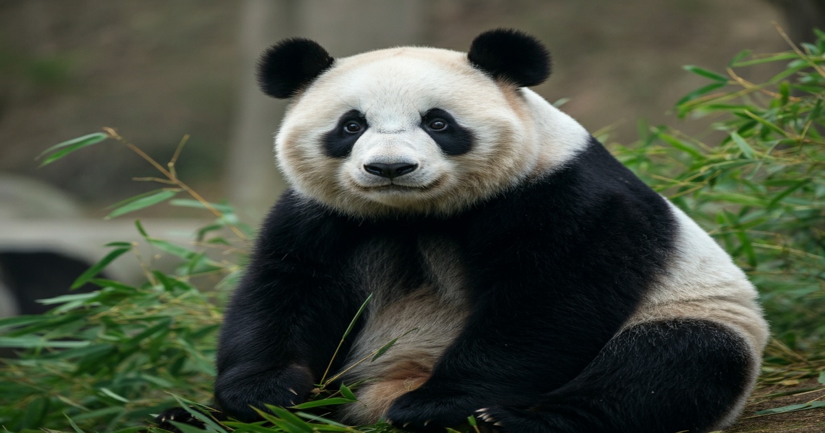 Main image to the post Two Suspects Prosecuted for Spreading False Rumors about Giant Pandas in Sichuan