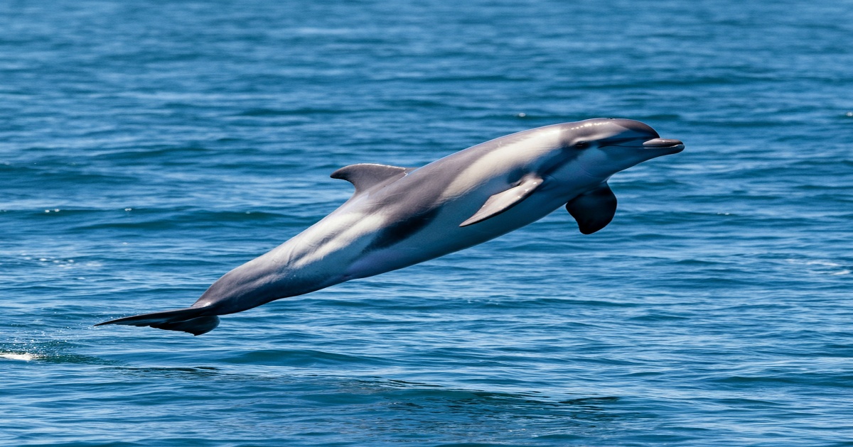 Main image to the post Finless Porpoise Sightings Surge at Toba Port, Bringing Joy to Ferry Passengers